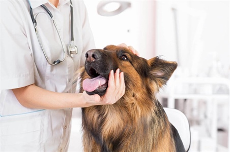 ¿Tu perro tiene sensibilidad digestiva?